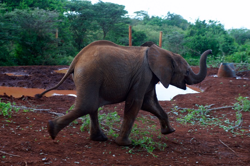 IAG Cargo marks World Wildlife Day with ‘jumbo’ donation