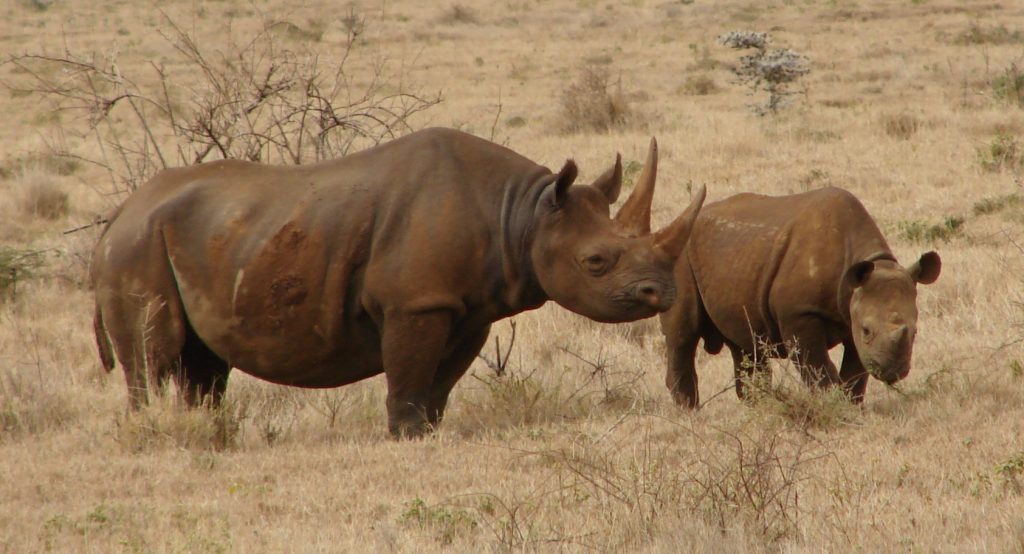Black rhino's